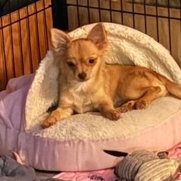 Willie - Chocolate sabled fawn male Chihuahua puppy in Orange, Texas from Tiny Paws from God