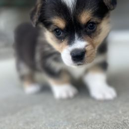 Happy-Tri - Black and tan male American Corgi puppy in Brownstown, Indiana from Brave Country Kennels