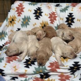 Labrador Retriever Puppies from Salty Duck Retrievers