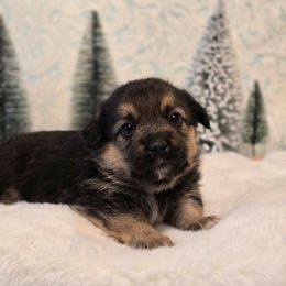 Cosmo - Black and tan male Companion Cross puppy in Austin, Texas from Cutest Corgi's of Austin