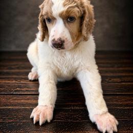 Lisa - Parti female Poodle puppy in Washington, Pennsylvania from Patriotic Poodles