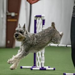 Standard Schnauzers from Beaucoup Standard Schnauzers