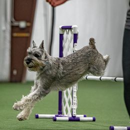 Standard Schnauzers from Beaucoup Standard Schnauzers