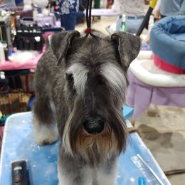 Timber - Miniature Schnauzer