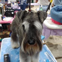 Timber - Miniature Schnauzer