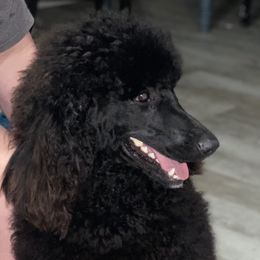 My Amis breezy girl - Aussiedoodle