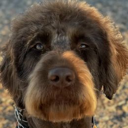 Australian Labradoodles from Absolute Australian Labradoodles