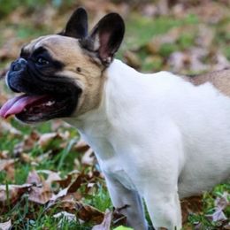 French Bulldogs from Zoomie Zone RI
