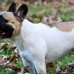French Bulldogs from Zoomie Zone RI