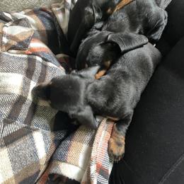 Dachshund Puppies from Phillian Family Mini Dachshunds