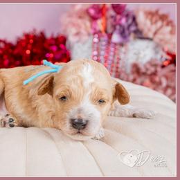 Eagle - Red and white male Cockapoo puppy in Connersville, Indiana from Deaz Doodle Ranch