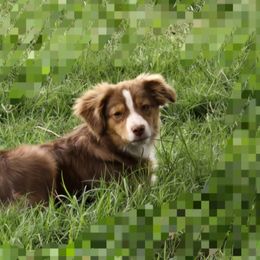 Toy Australian Shepherd All Grown Up from Mobley Ranch Toy Aussies