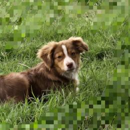 Toy Australian Shepherd All Grown Up from Mobley Ranch Toy Aussies