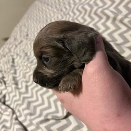 Marshall - Gray (blue) male Dachshund puppy in Gainesville, Florida from Mini Dots Mini Dachshunds