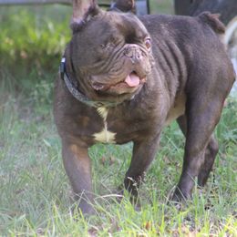 Floyd - French Bulldog