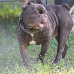 Floyd - French Bulldog
