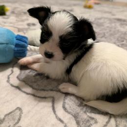 Ravyn's girl 1 - White black and tan female Papillon puppy in Joshua, Texas from Summertime Kennels