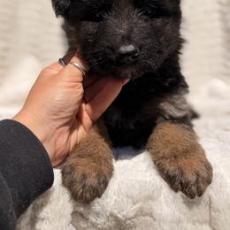 Henry - Black and red male German Shepherd puppy in Virginia from Stahlhaus ( Previously Buffelbach Farmstead Shepherds)