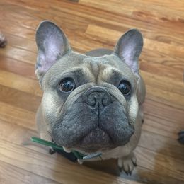 Wall-E - French Bulldog