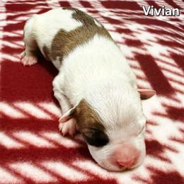 Vivien - Red female American Staffordshire Terrier puppy in Clintwood, Virginia from SkyBlue Kennel