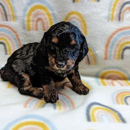 Aussiedoodle, Australian Shepherd, Bernedoodle, Cockapoo, and Poodle Puppies from Sis' Doodles & Poodles