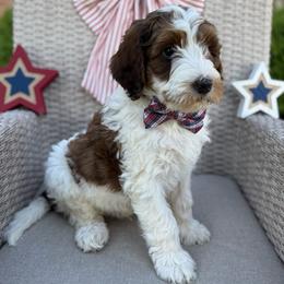 Kosmo - Brown and white male Bernedoodle puppy in Perrysville, Ohio from Pleasant Valley Bernedoodles