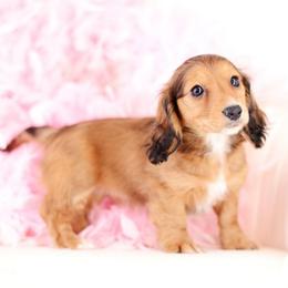 MJ - Red female Dachshund puppy in Neosho, Missouri from Tinker Toy Doxies