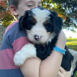 Chase - Tri-color male Bernedoodle puppy in Lancaster, Pennsylvania from Homestead Bernedoodles
