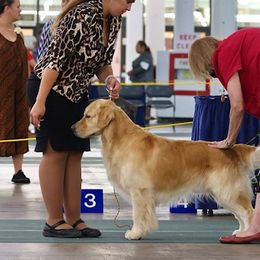 Golden Retrievers from Taft Retrievers
