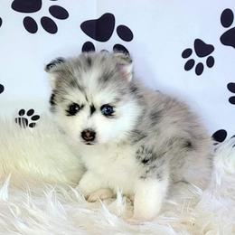 Pomsky Puppies from Pom Pom Pomskies