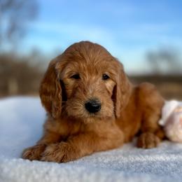 Marlowe - Red  female Goldendoodle puppy in Osage City, Kansas from Golden Ridge Goldens
