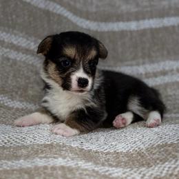 Bubbles - Black and tan female Pembroke Welsh Corgi puppy in Moreno Valley, California from House of Paws & Co.