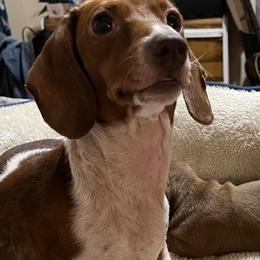 Trudy - Dachshund