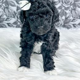 Oreo - Black female Poodle puppy in from Pink Poodles and Doodles