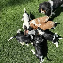 Cavalier King Charles Spaniel and Great Pyrenees Puppies from Windy Pines Ranch