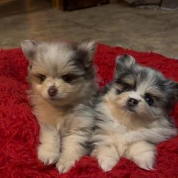 Merle male 1 - Chocolate merle male Pomeranian puppy in Indiana from Unique Uprisings