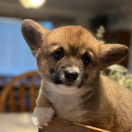 Joyce Byers - Sable female Pembroke Welsh Corgi puppy in Olathe, Colorado from Rocking LJ Breeding