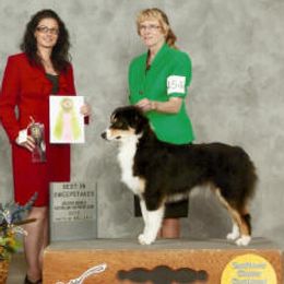 Australian Shepherds from Tyedyed Aussies