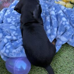 Boy 4 - Black and tan male Dachshund puppy in Wittmann, Arizona from Purebred Pawprints