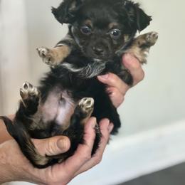 Mr Black - Black male Chihuahua puppy in Little Rock, Arkansas from Plum and Pom Kennel