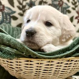 Lilly - Light golden female Golden Retriever puppy in Fresno, California from Warwick’s Central California Goldens