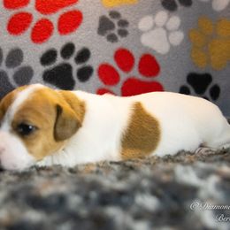 Russell Terrier Puppies from Diamond D Jacks