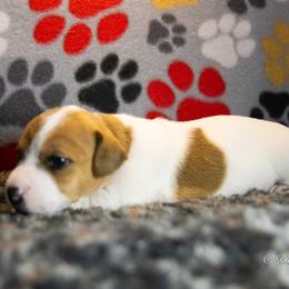 Russell Terrier Puppies from Diamond D Jacks