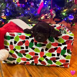 Lillie - Pink Collar - Brown female Boykin Spaniel puppy in Hurtsboro, Alabama from PARK’s Family Farm