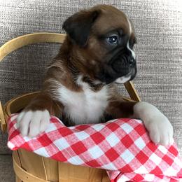 Girl 4 - Fawn female Boxer puppy in Plainwell, Michigan from Hope's Beautiful Boxers