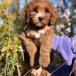 Tennessee - Red male Australian Labradoodle puppy in Clarksville, Tennessee from Fairytale Lane Australian Labradoodles