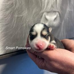 McCall - Black and white female Pomsky puppy in Rathdrum, Idaho from Smart Pomskies and Frenchies