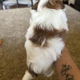 Shih Tzu Puppies from Puddle Jumpers Shih Tzus