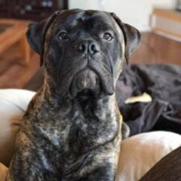 Bullmastiffs and French Bulldogs from Misfit Kennels
