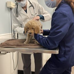 Goldendoodle Puppies from Loving Hearts Goldendoodles